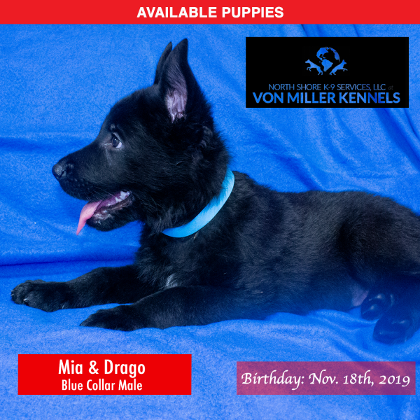 Von-Miller-Kennels_Puppies-German-Shepherds-11-18-2019-litter-Blue-Male-2